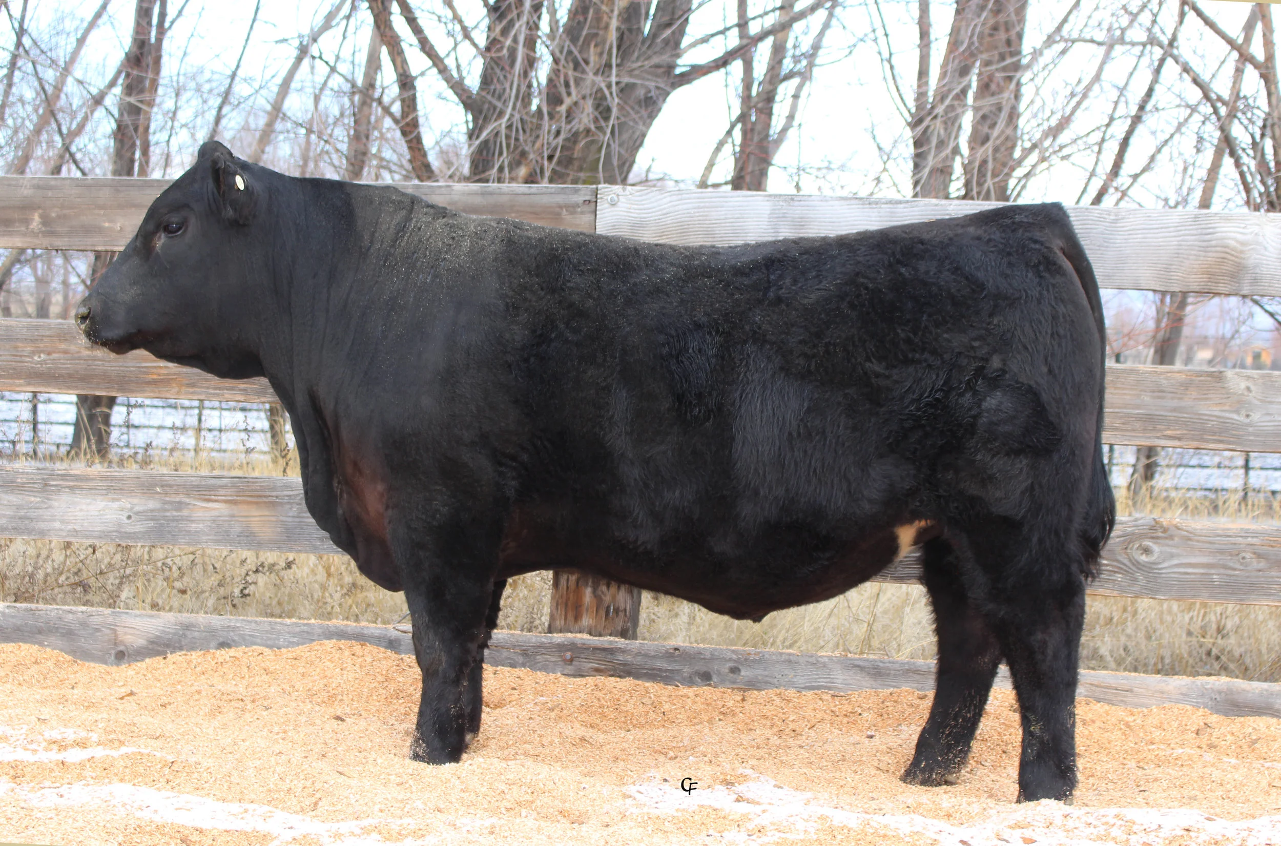 Rito 6EM3 of 4L1 Emblazon — Trinity Farms